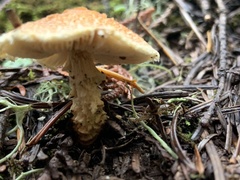 Lepiota magnispora
