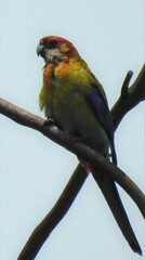 Platycercus eximius x adscitus