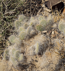 Opuntia polyacantha erinacea