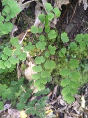 Adiantum capillus-veneris