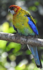 Platycercus eximius x adscitus