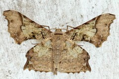 Krananda semihyalina