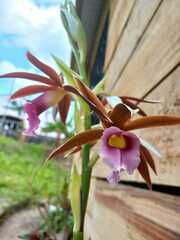 Phaius