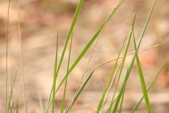 Sporobolus pumilus
