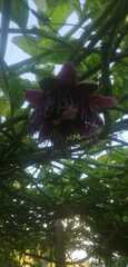 Passiflora quadrangularis