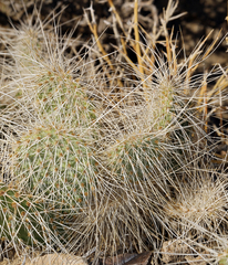 Opuntia polyacantha erinacea