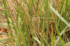 Sporobolus pumilus