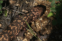 Heloderma suspectum