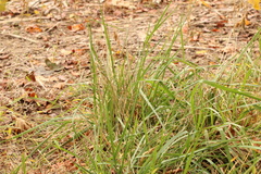 Sporobolus pumilus