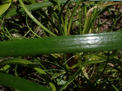 Cycnogeton microtuberosum