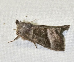 Papaipema eupatorii
