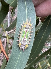 Doratifera oxleyi