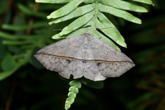 Ugia purpurea