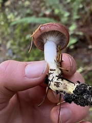 Gomphidius subroseus