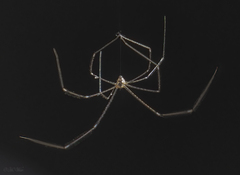 Crossopriza lyoni