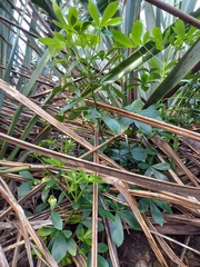 Pseudopanax lessonii