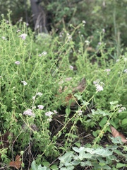 Heliotropium indicum