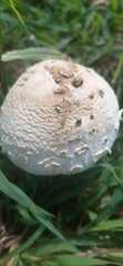 Macrolepiota zeyheri