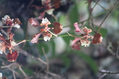 Cyrtochilum serratum