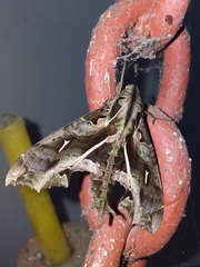 Hemeroplanes triptolemus