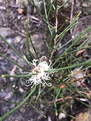 Hakea teretifolia