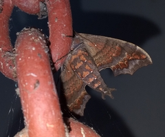 Hemeroplanes triptolemus