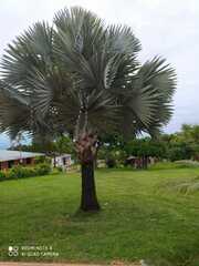 Bismarckia