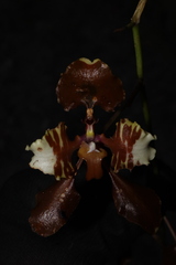 Cyrtochilum serratum