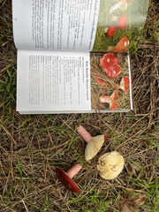 Russula