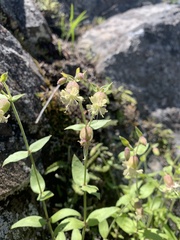 Silene campanulata