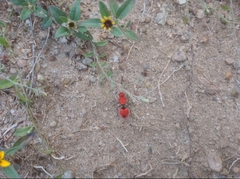 Dasymutilla erythrina