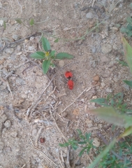 Dasymutilla erythrina