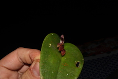 Pleurothallis