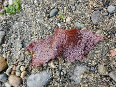 Chondracanthus exasperatus