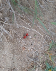 Dasymutilla erythrina