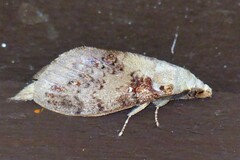 Kunugia florimaculata