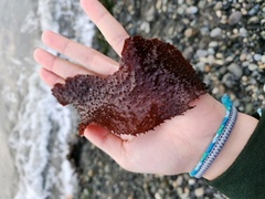 Chondracanthus exasperatus