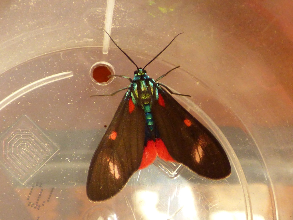 Cyanopepla alonzo