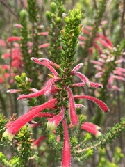 Erica densifolia