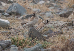 Montifringilla davidiana