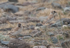 Montifringilla davidiana