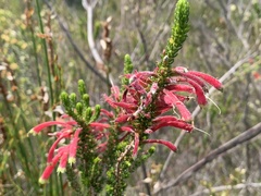 Erica densifolia