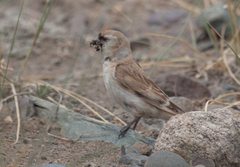 Montifringilla davidiana