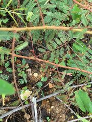 Mimosa dysocarpa