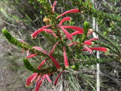 Erica densifolia