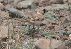 Montifringilla davidiana