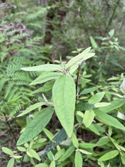 Olearia phlogopappa