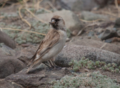 Montifringilla davidiana