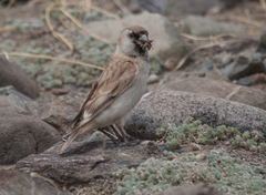 Montifringilla davidiana