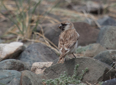 Montifringilla davidiana